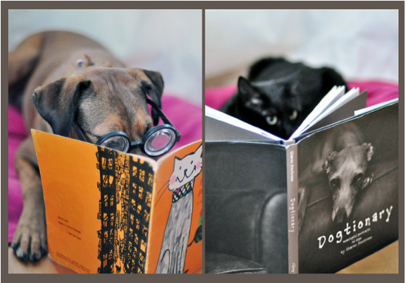 photo by sioban connolly cat/dog photo by sioban connolly